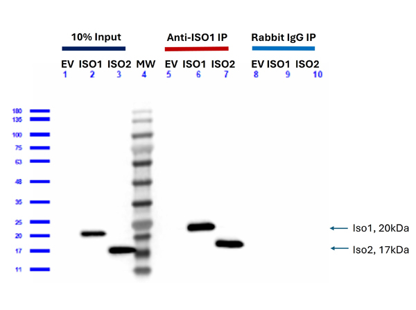 IP-WB using Rabbit TrueBlot® ULTRA: Anti-Rabbit IgG HRP